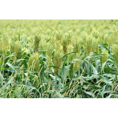 Поле з рослиною Суданська трава - Юлія