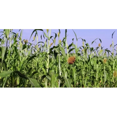 Поле Суданской травы на фоне голубого неба - Волга