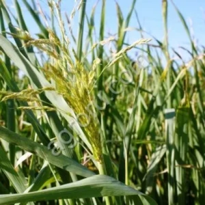 Sudan grass growing in a field under a blue sky - ZEMLYACHKA