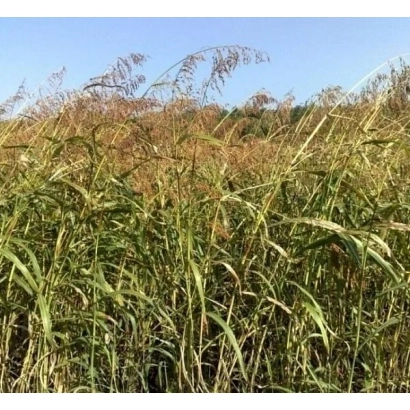 Field of Sudan grass against a blue sky - ZONALSKAYA 6