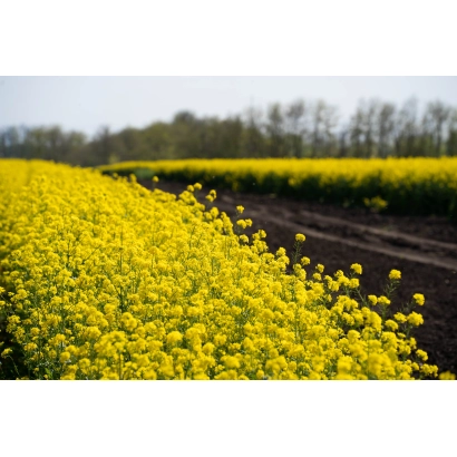 Поле сурепицы с яркими желтыми цветами на фоне деревьев - ГОРДЕЯ