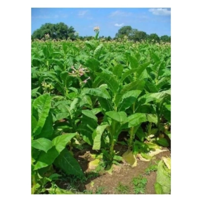 Поле табака с зелеными растениями на фоне голубого неба - ВЯЧЕСЛАВ