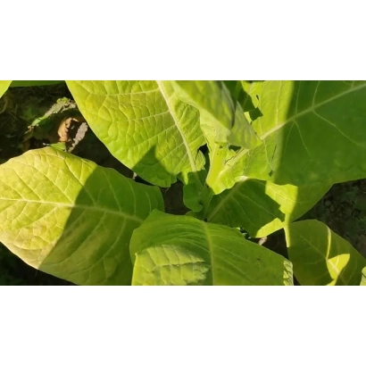 Листя тютюну сорту Жовтолистий 36