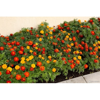 Marigold flowers in a garden bed - Annushka