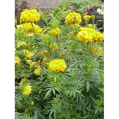 Yellow marigold flowers Diana in a garden bed