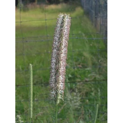 Сухоцвітна стебла тимофії на тлі паркану та трави - АЛРАЗИНА