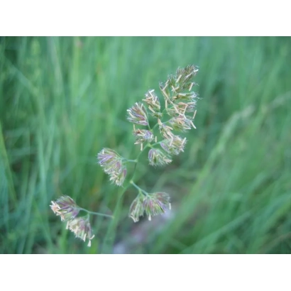 Стебель Тимофеевки с соцветиями на зеленом фоне - Бойкивчанка