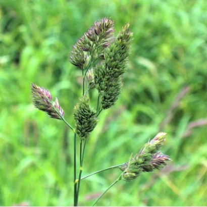 Стебель трави Тимофіївка на зеленому фоні - Дрогобичанка / Дрогобичанка