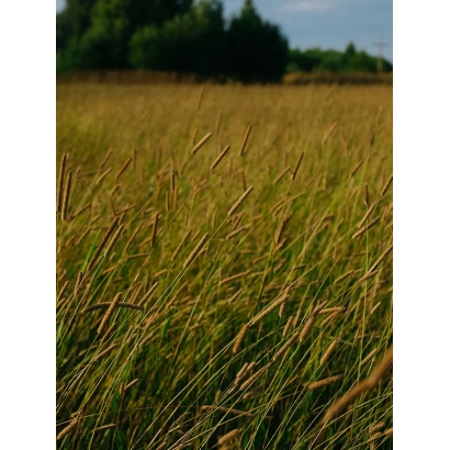 Поле тимофеевки на фоне деревьев - ГРАЦИЯ