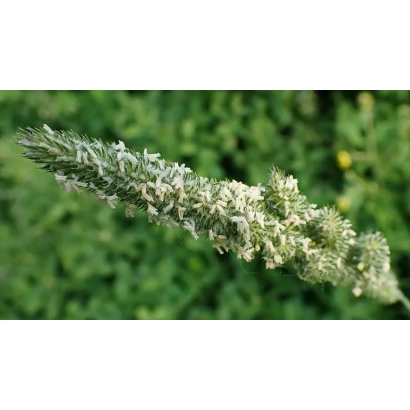 Стебель тимофеевки на фоне зелени - Хабаровская