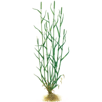 Рослина Тимофеевка на білому фоні - ІГЛІНСЬКА МІСЦЕВА