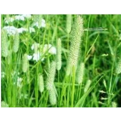 Фотографія трави Тимофіївка на зеленому фоні - КОЗАЦЬКА 2