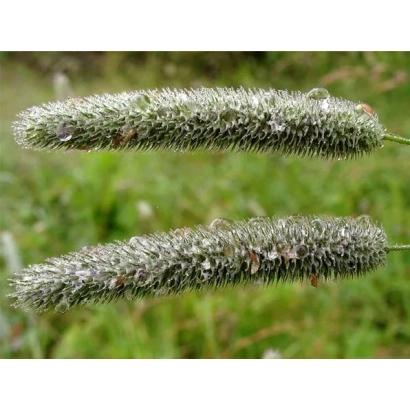 Сухоцвіття тимофії на зеленому фоні - КОМТАЛ