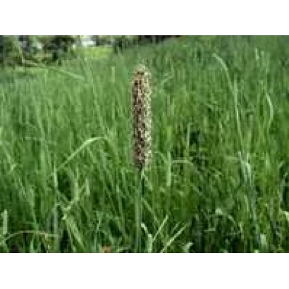 Степь с цветущей Тимофеевкой - КРАСНОДАРСКАЯ 1