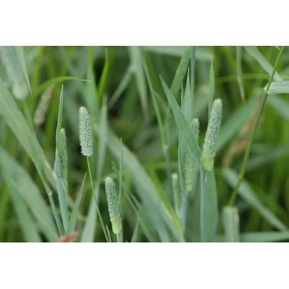 Oxytropis in natural growth environment - LENINGRADSKAYA 204