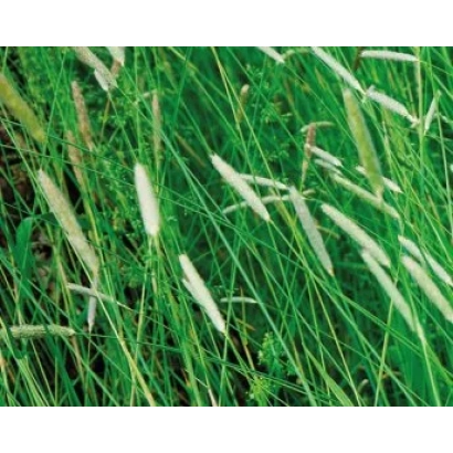 Тимофеевка на зелёном поле - Тимоторф