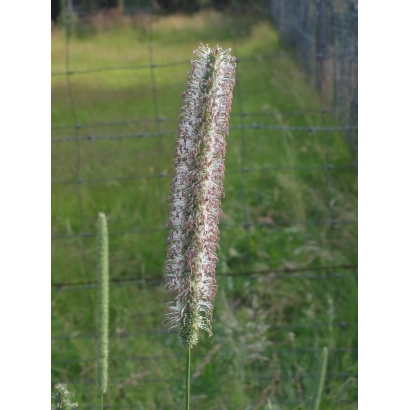 Сухоцвітна стебла Тимофіївки на тлі паркану та поля - Українка