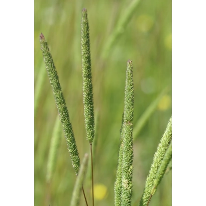 Oat grass in a green field - VIK 85