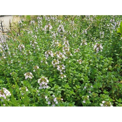 Цветущий тимьян Крымрозовец на зеленом фоне