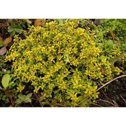 Live thyme plant with yellow flowers against soil background - LIMON