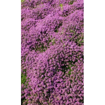 Поле тимьяна в цвету - МЕДОК