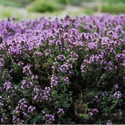 Field of thyme with purple flowers - HONEY Scent