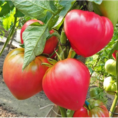 Красные помидоры сорта Абаканский Розовый на кусте