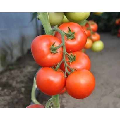 Спелые и зеленые томаты сорта Абелюс F1 на кусте