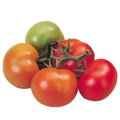 Свежие томаты разных цветов на ветке - АБИГАЙЛ