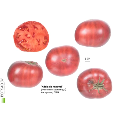 Томат Adelaide Festival на белом фоне - Аделаида F1