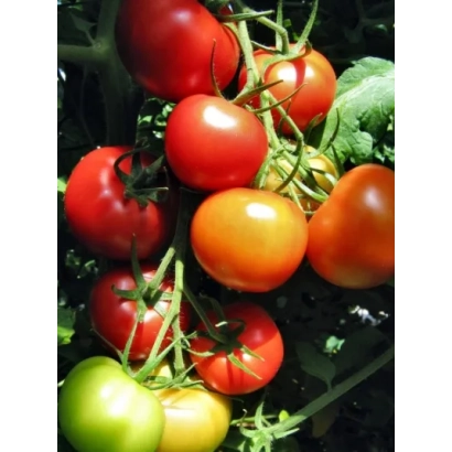 Ripe and green tomatoes on the vine - ADONIS