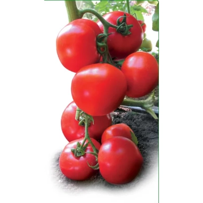 Спелые красные томаты сорта Ядвига F1 на ветке