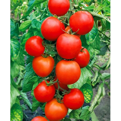 Созревшие красные томаты на ветке - Афродита