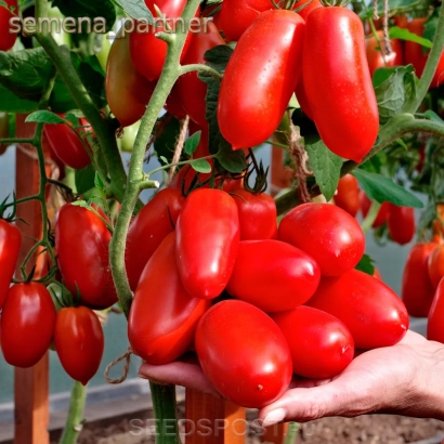 Красные томаты сорта АГАФЬЯ на ветке, держат в руке