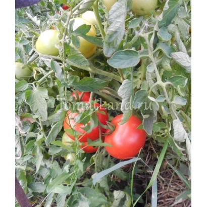 Томаты на кусте без названия продукта - АГАТА ПЛЮС