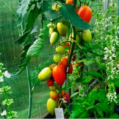 Томати на кущі в теплиці - АГРОС ХІТ