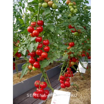Семена томата АХМАР на растении