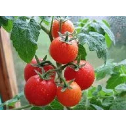 Красные помидоры на ветке с зелеными листьями - АХТАНАК