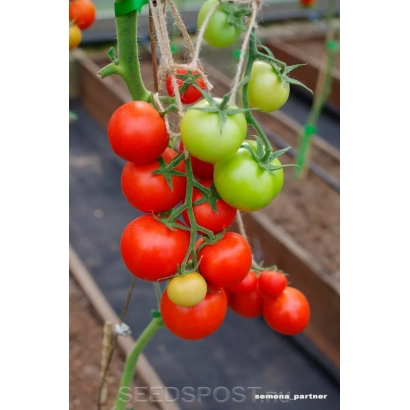 Спелые и зеленые помидоры сорта Ахтиар F1 на ветке