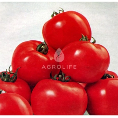 Red tomatoes of the Aisha variety on a white background with AGROLIFE logo