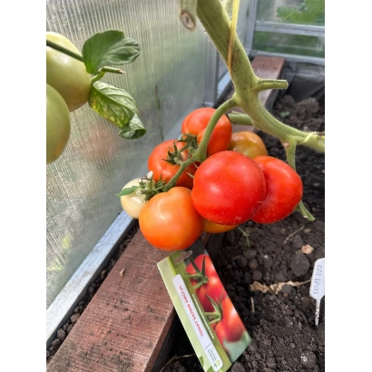 Червоні та зелені помідори сорту АИСТ | ЛЕБІДЬ на кущі в теплиці