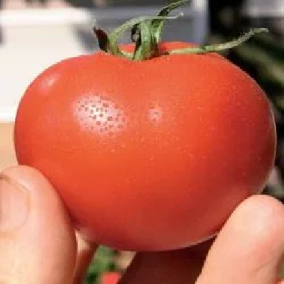 Large red tomato of variety Ivanhoe RZ F1 | Айвенго РЦ F1 held in hand