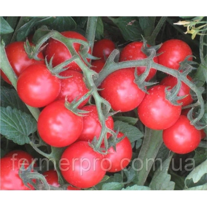 Красные помидоры сорта Аканто F1 на ветке