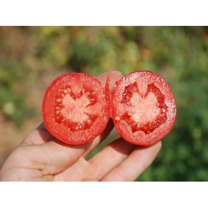 Срезанный красный томат сорта Аксель F1 | Axel F1 в руке на фоне зелени