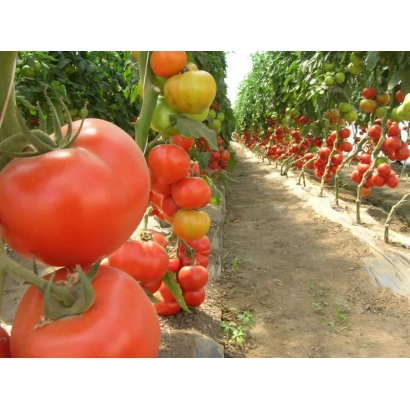 Томати на кущах у теплиці - Аксиома F1