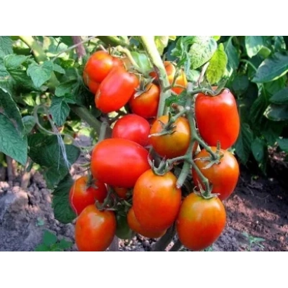 Куст томатов с красными и оранжевыми плодами на фоне зелени - Акварель