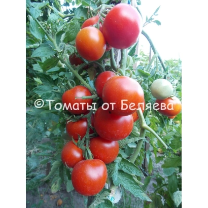 Красные томаты на ветке с надписью «Томаты от Беляева» - Альфа