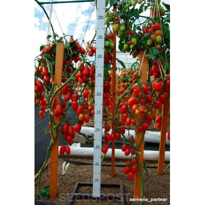 Томати сорту Альфонс на рослині з міткою висоти
