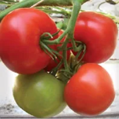 Свежие помидоры Альгамбра F1 на ветке