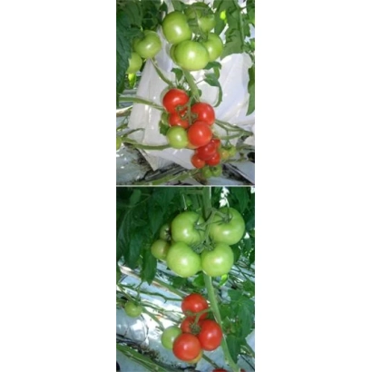 Томаты Алькасар F1 на растении